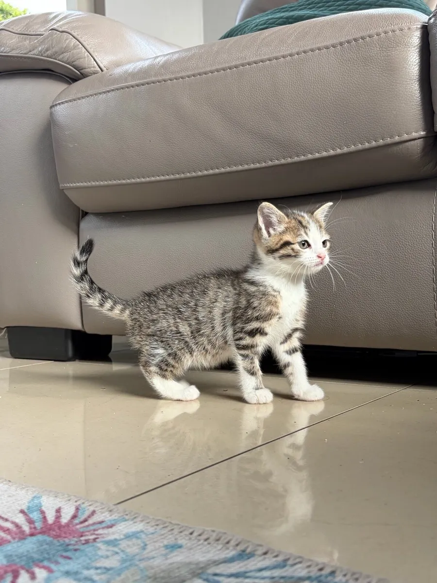Beautiful kittens *can deliver* - Image 3