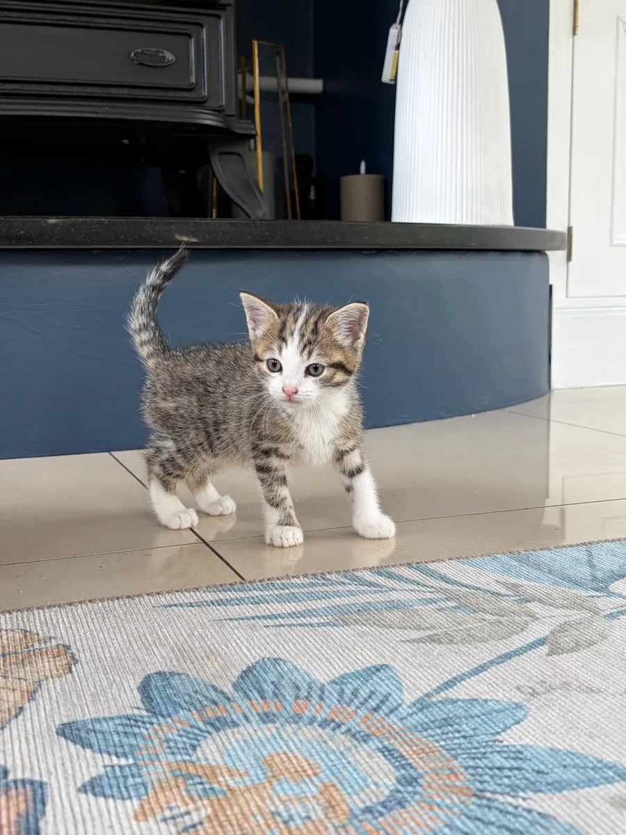 Beautiful kittens *can deliver* - Image 4