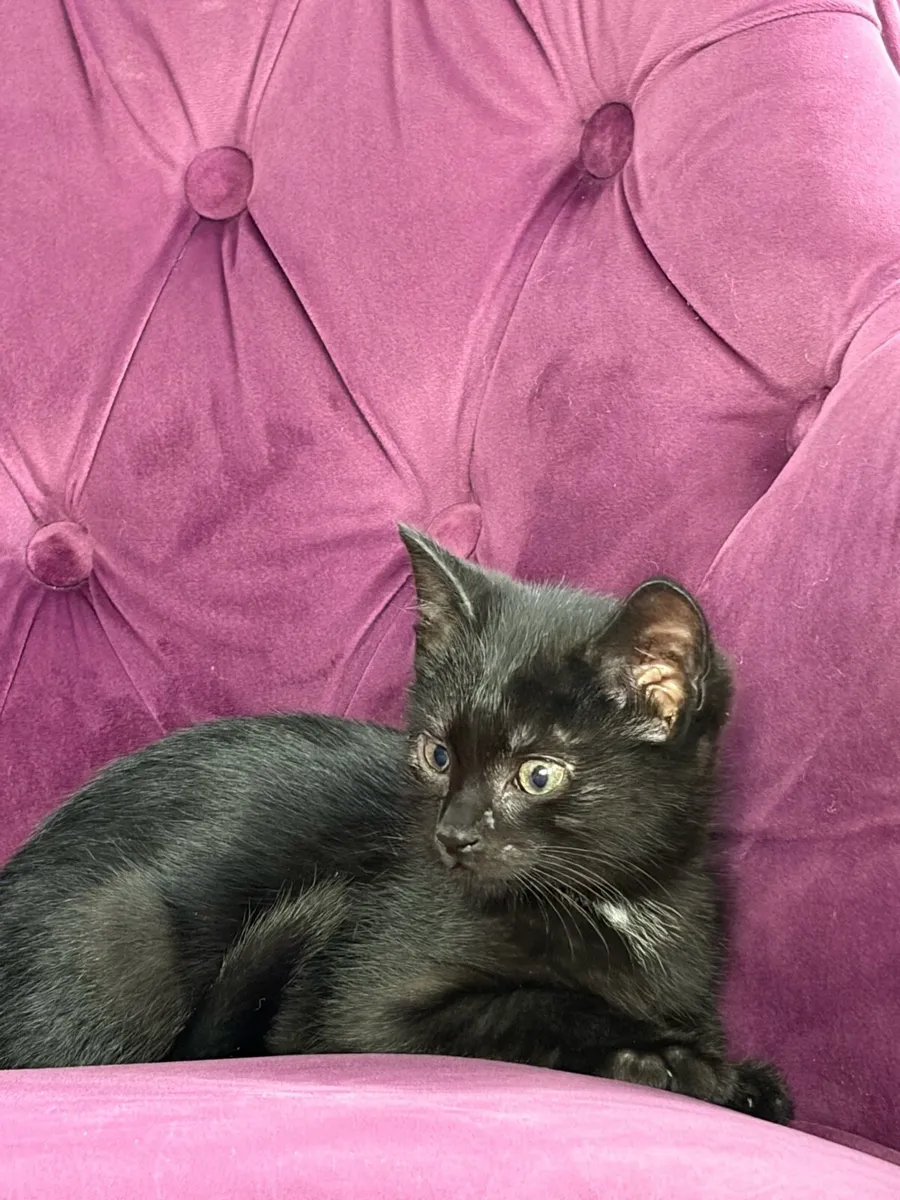 Beautiful kittens *can deliver* - Image 1