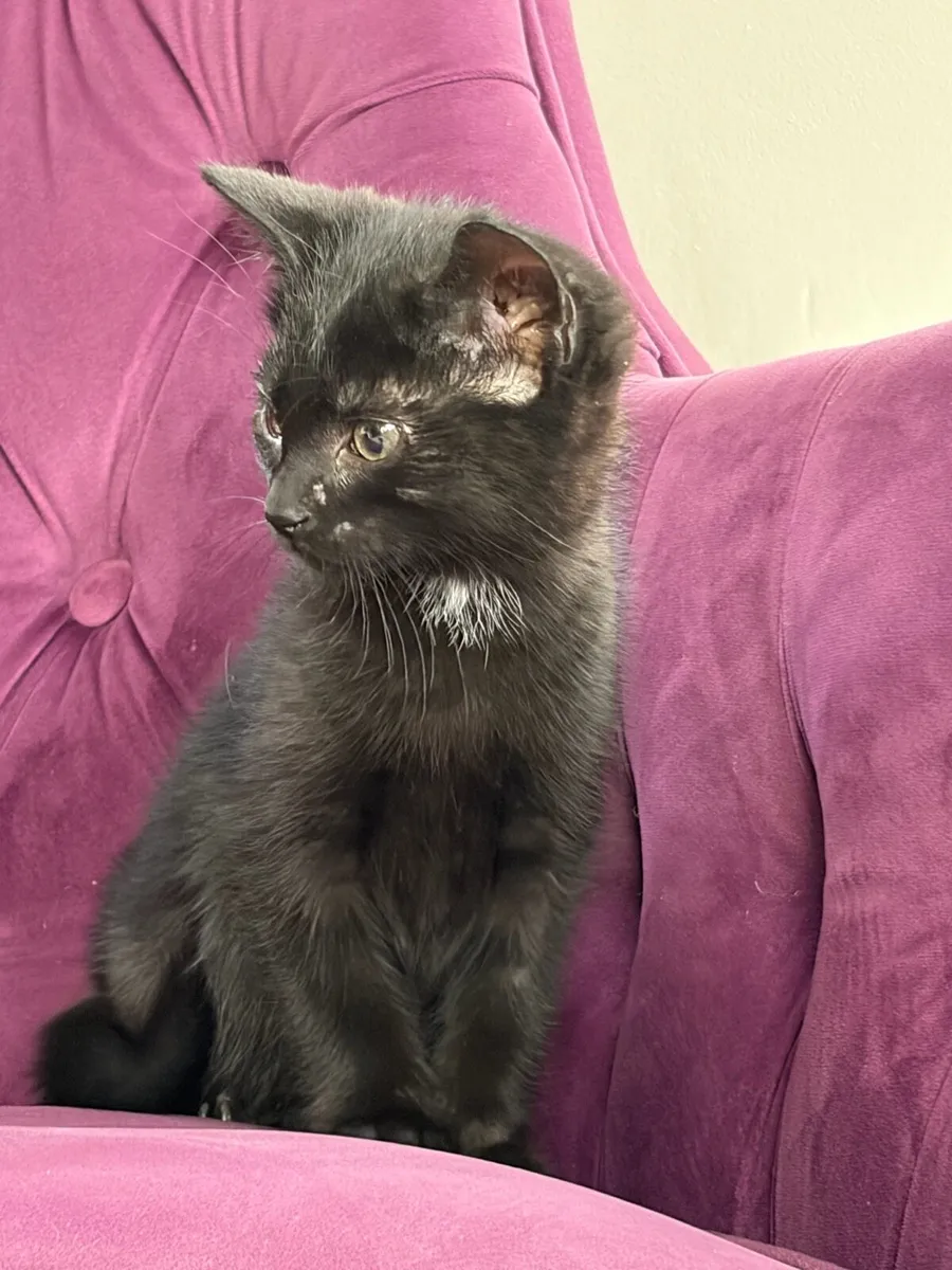 Beautiful kittens *can deliver* - Image 2