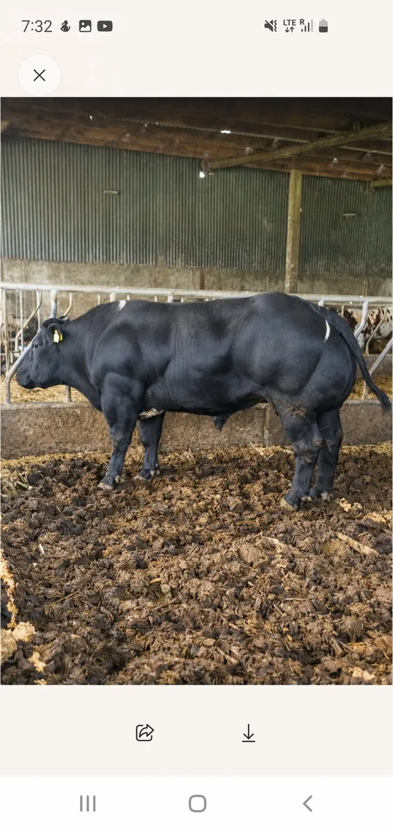 Belgian blue bull - Image 1