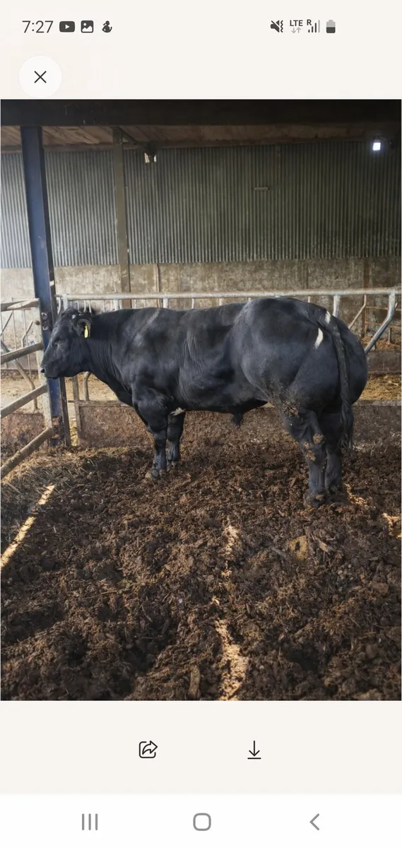 Belgian blue bull - Image 2