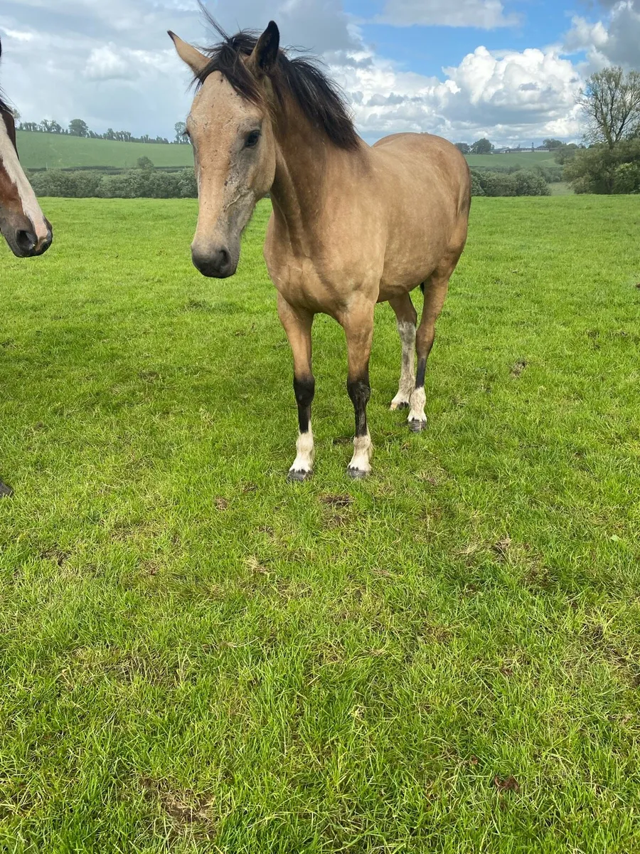 Dun gelding - Image 1
