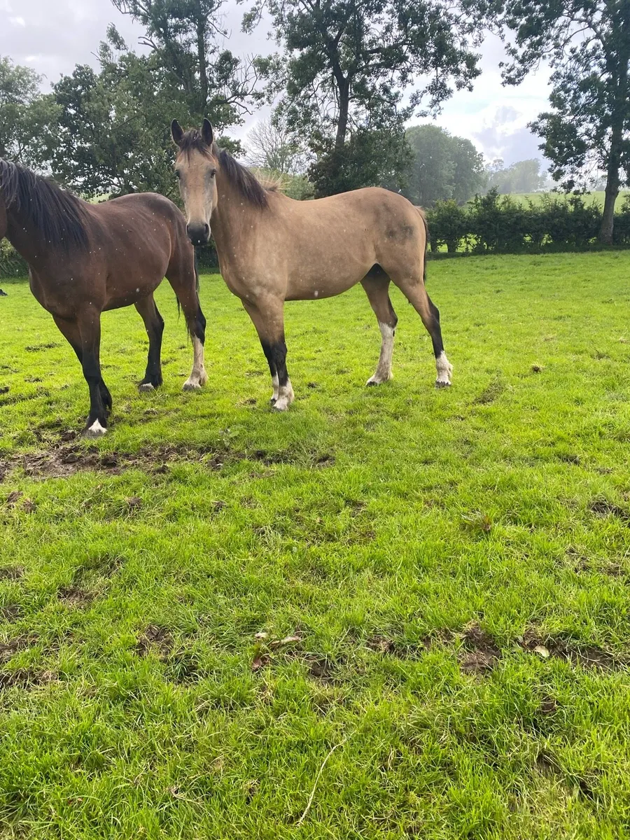 Dun gelding - Image 2