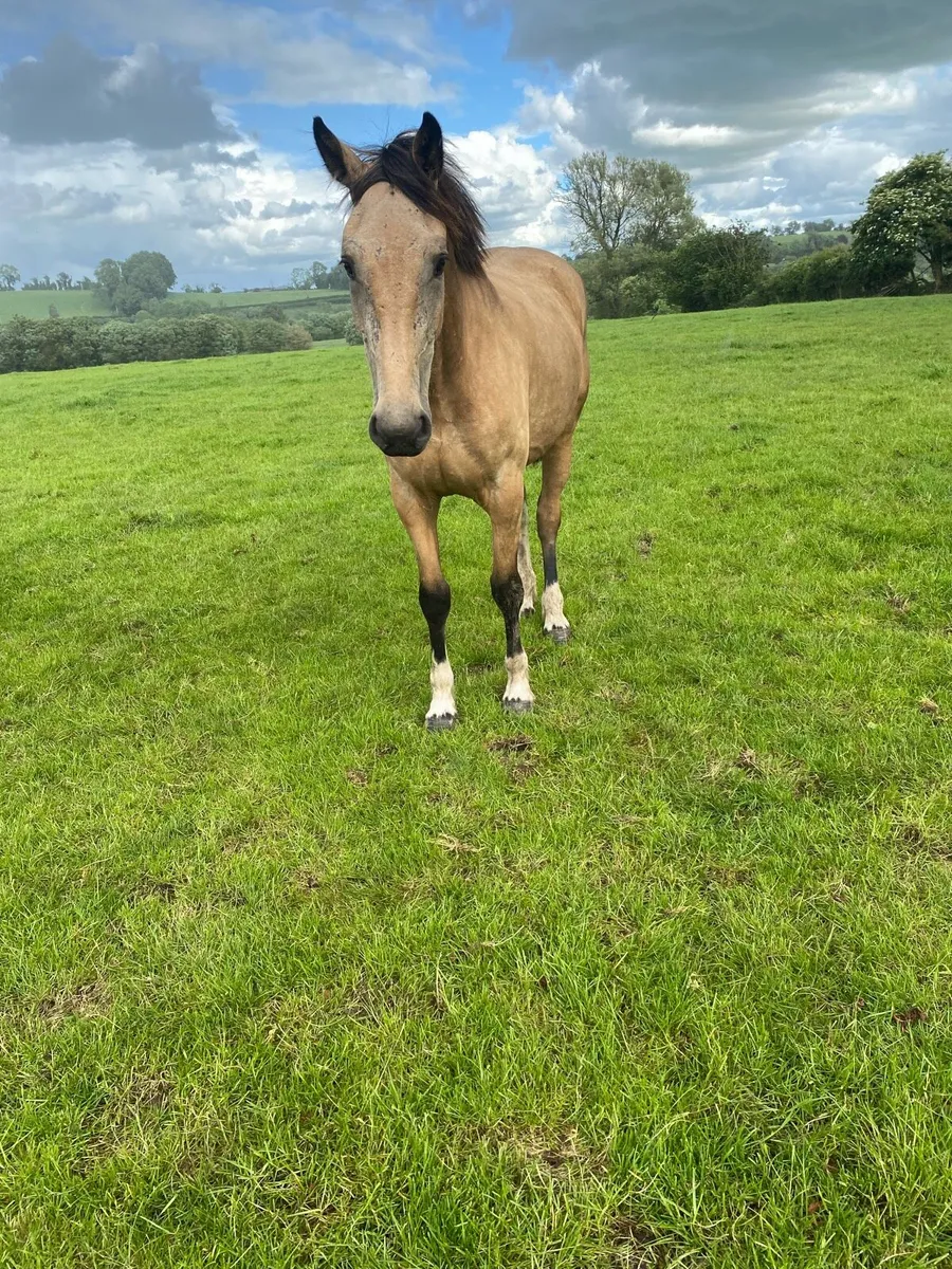Dun gelding - Image 3