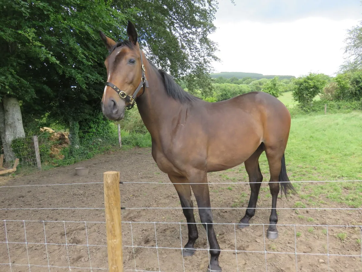 Equine - Image 2