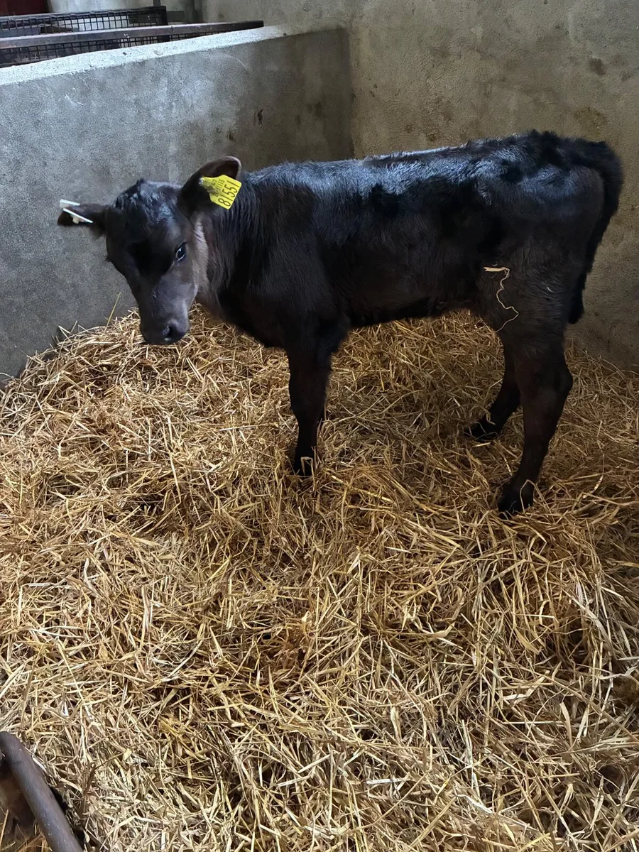 AA calves - Image 1
