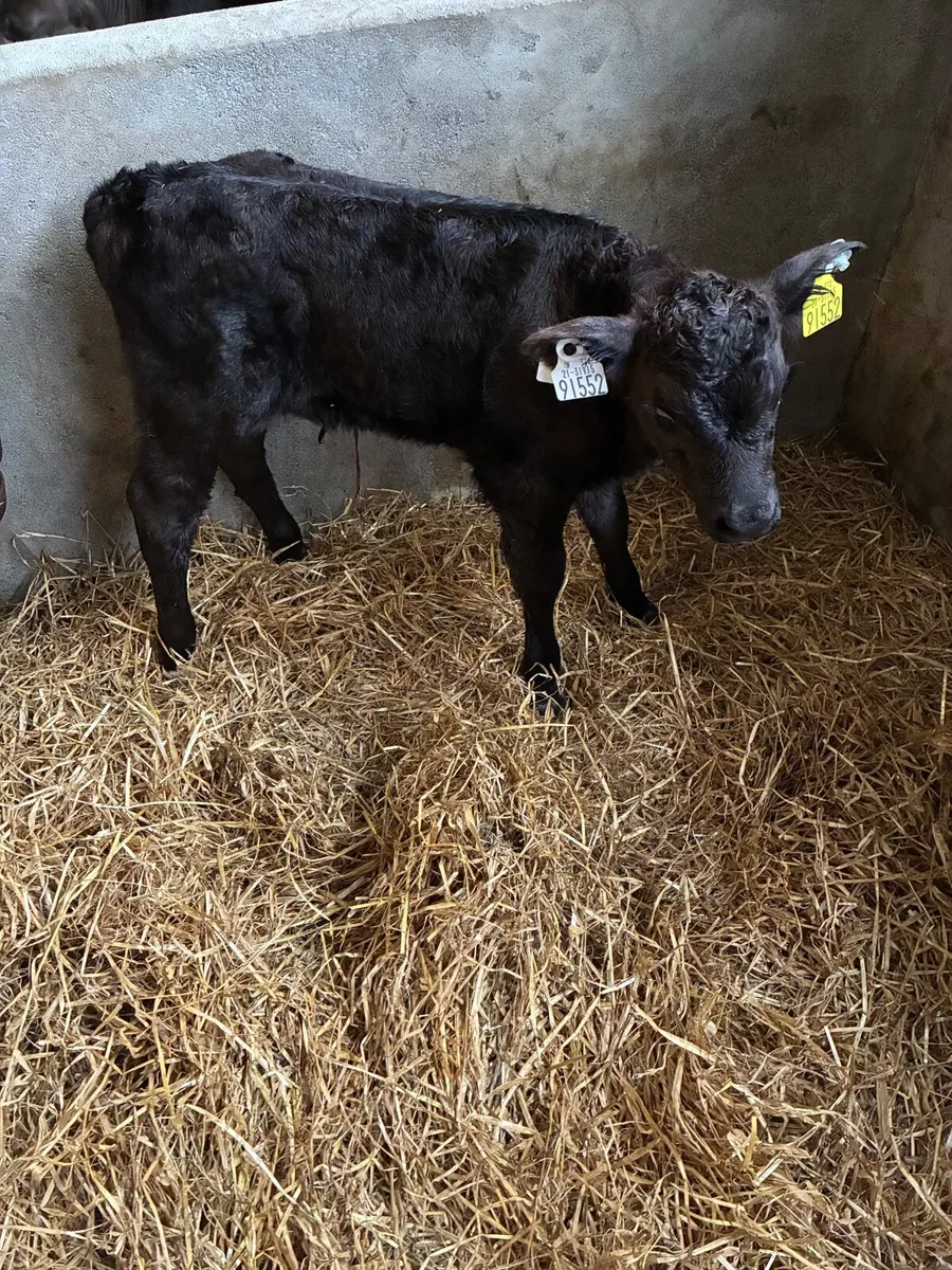 AA calves - Image 2