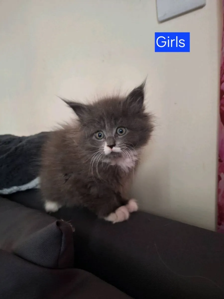 Ragdoll &Maine Coon - Image 1
