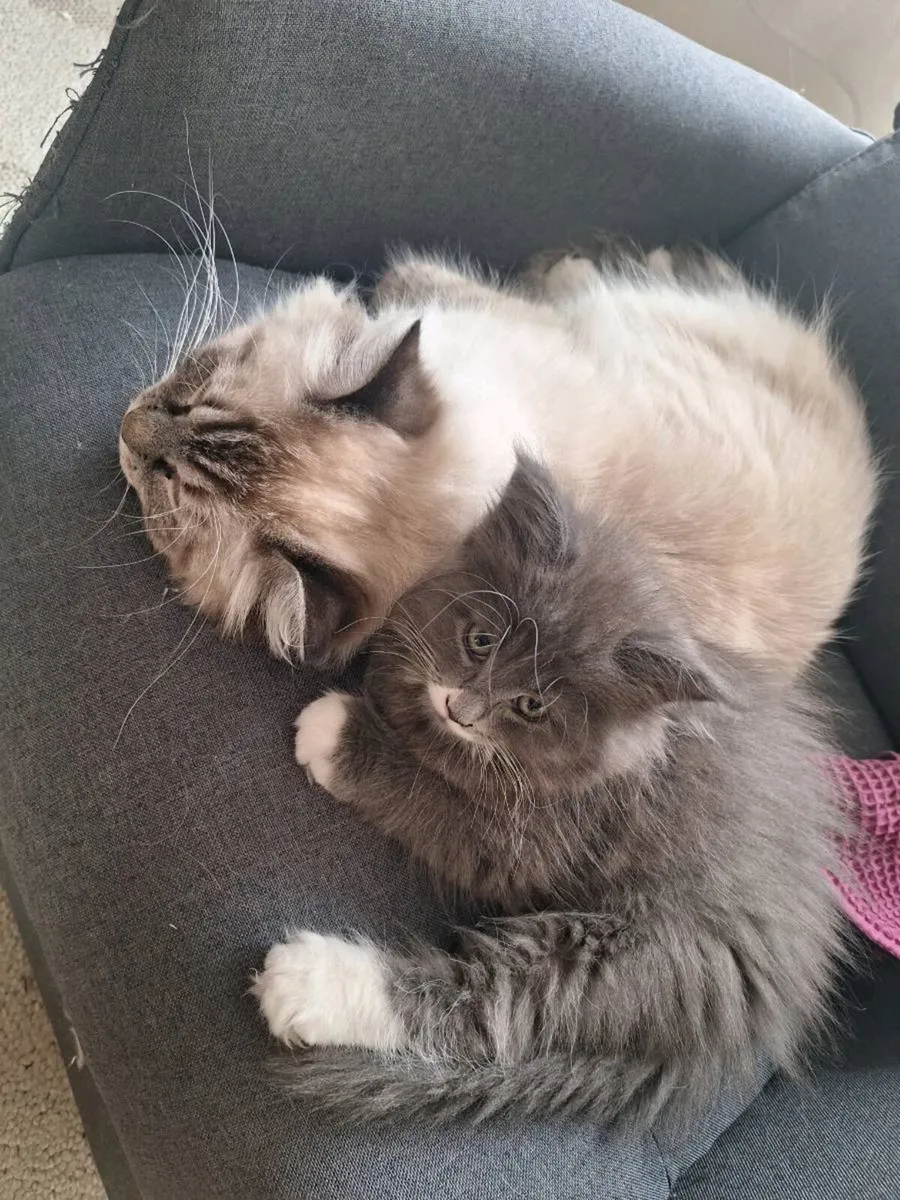 Ragdoll &Maine Coon - Image 3