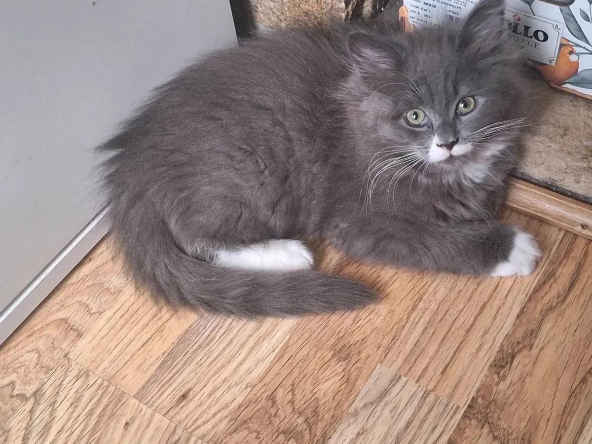 Ragdoll &Maine Coon - Image 2