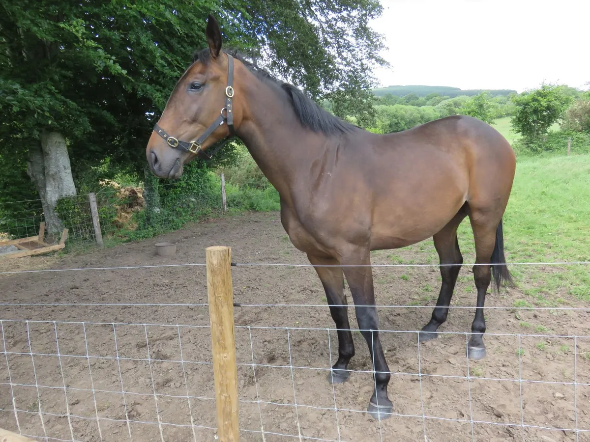 Equine - Image 4