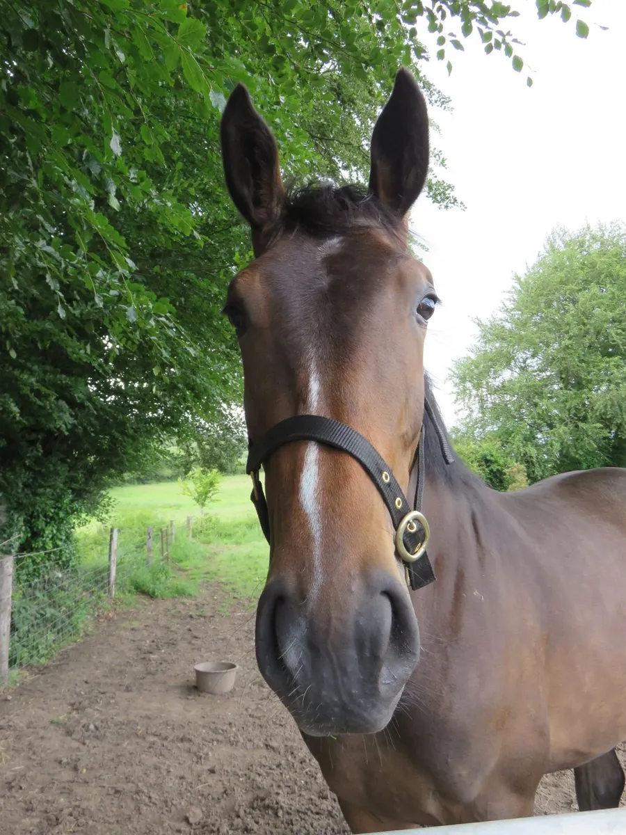 Equine - Image 3
