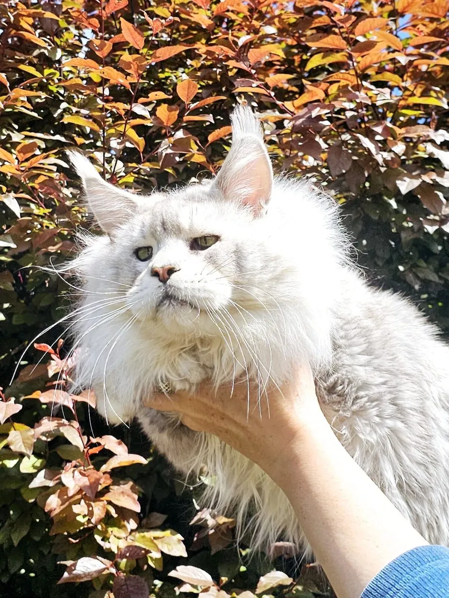 Ragdoll &Maine Coon - Image 4