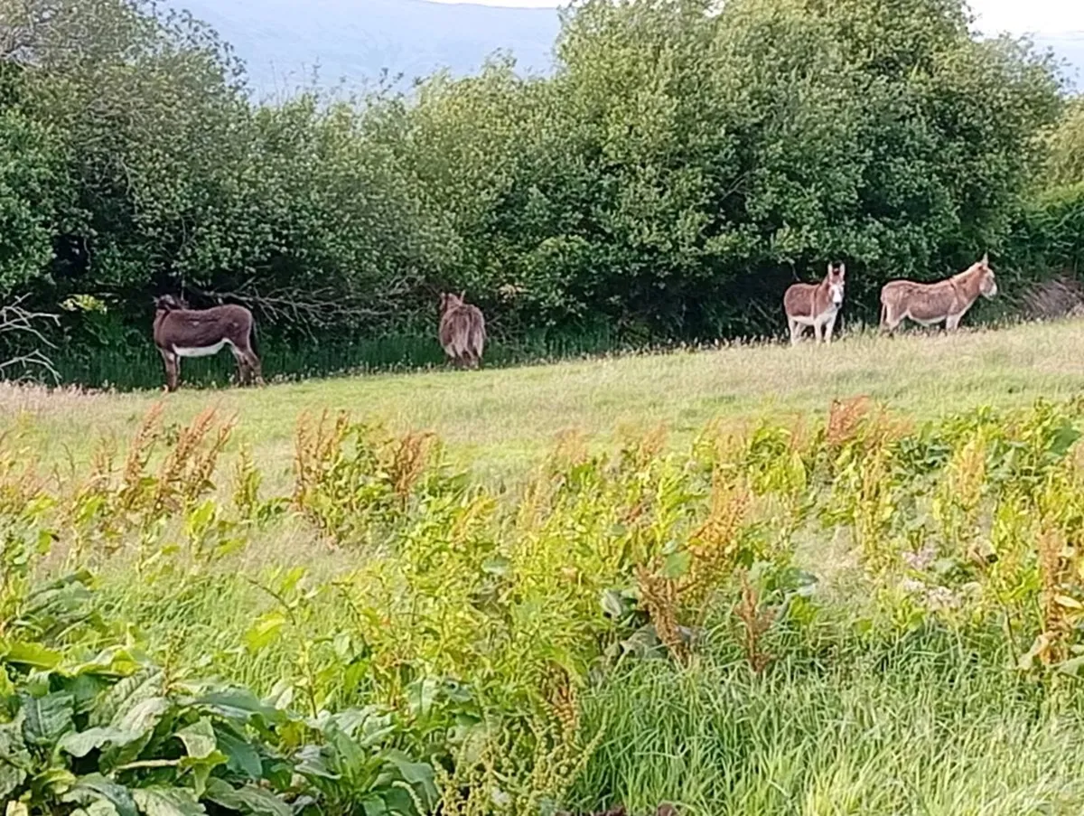 Donkeys - Image 2