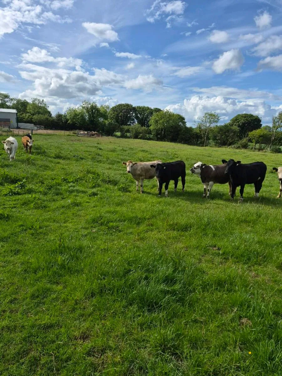 Heifers - Image 1
