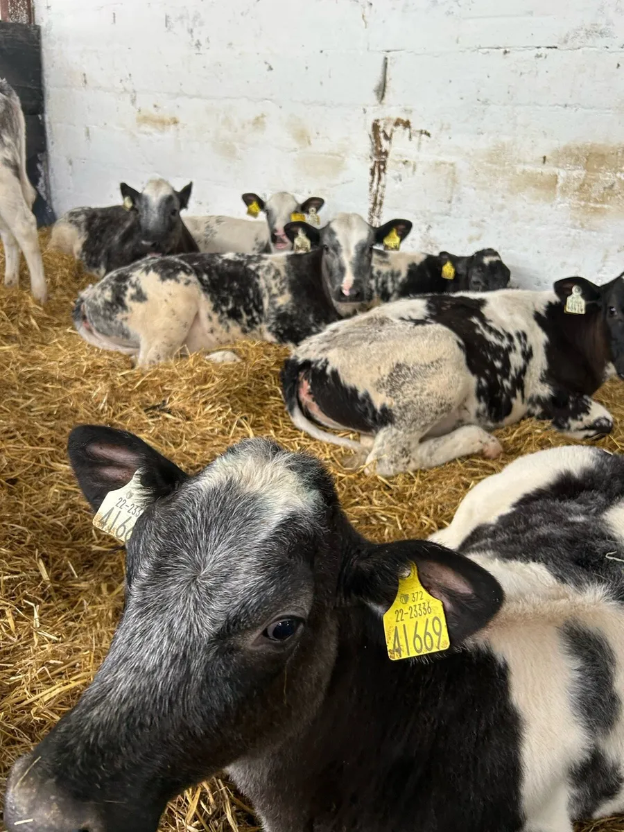 14 EXCEPTIONAL QUALITY  CONTINENTAL HEIFER RUNNERS - Image 1
