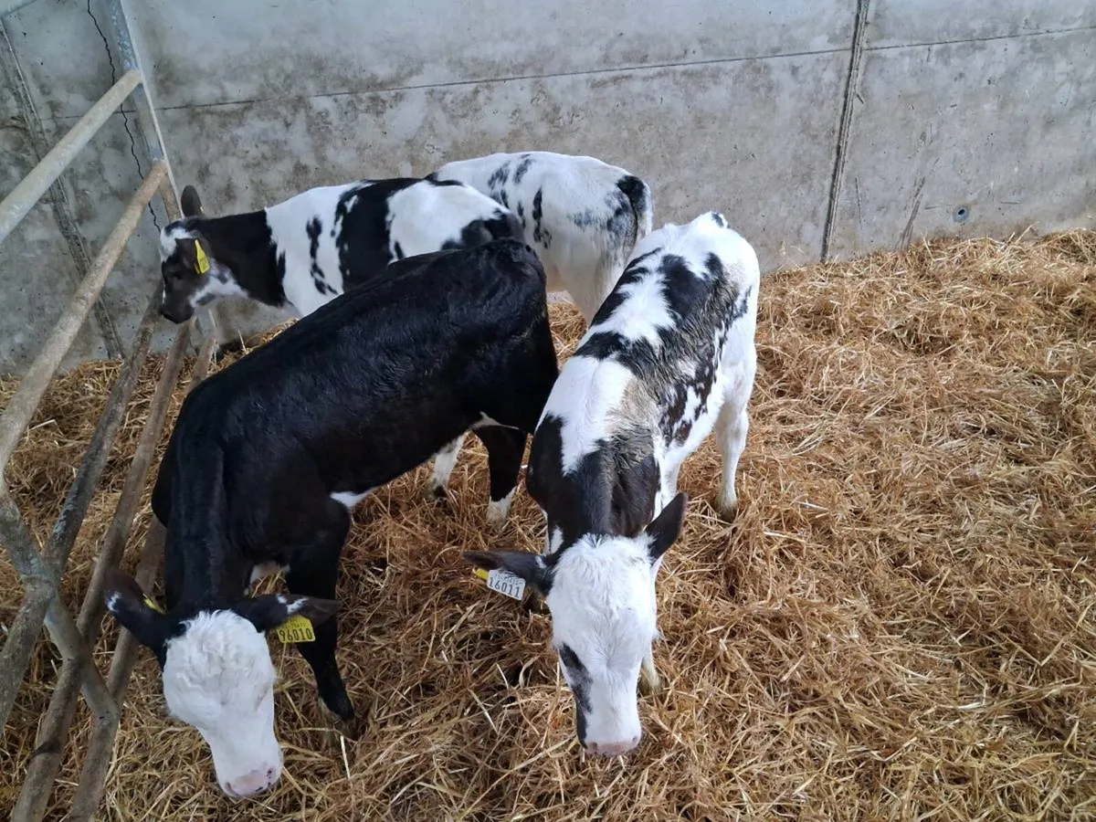 11 CALVES FOR SALE - Image 2