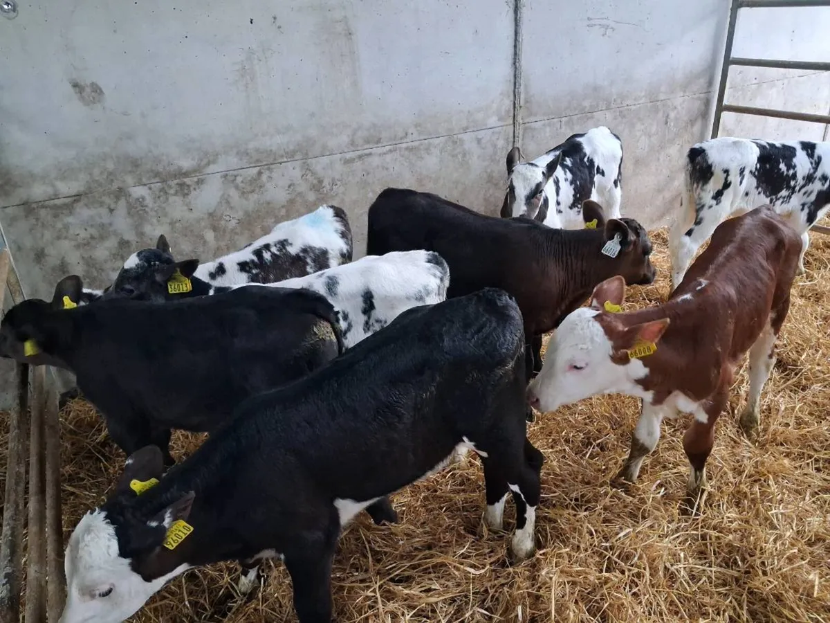 11 CALVES FOR SALE - Image 3