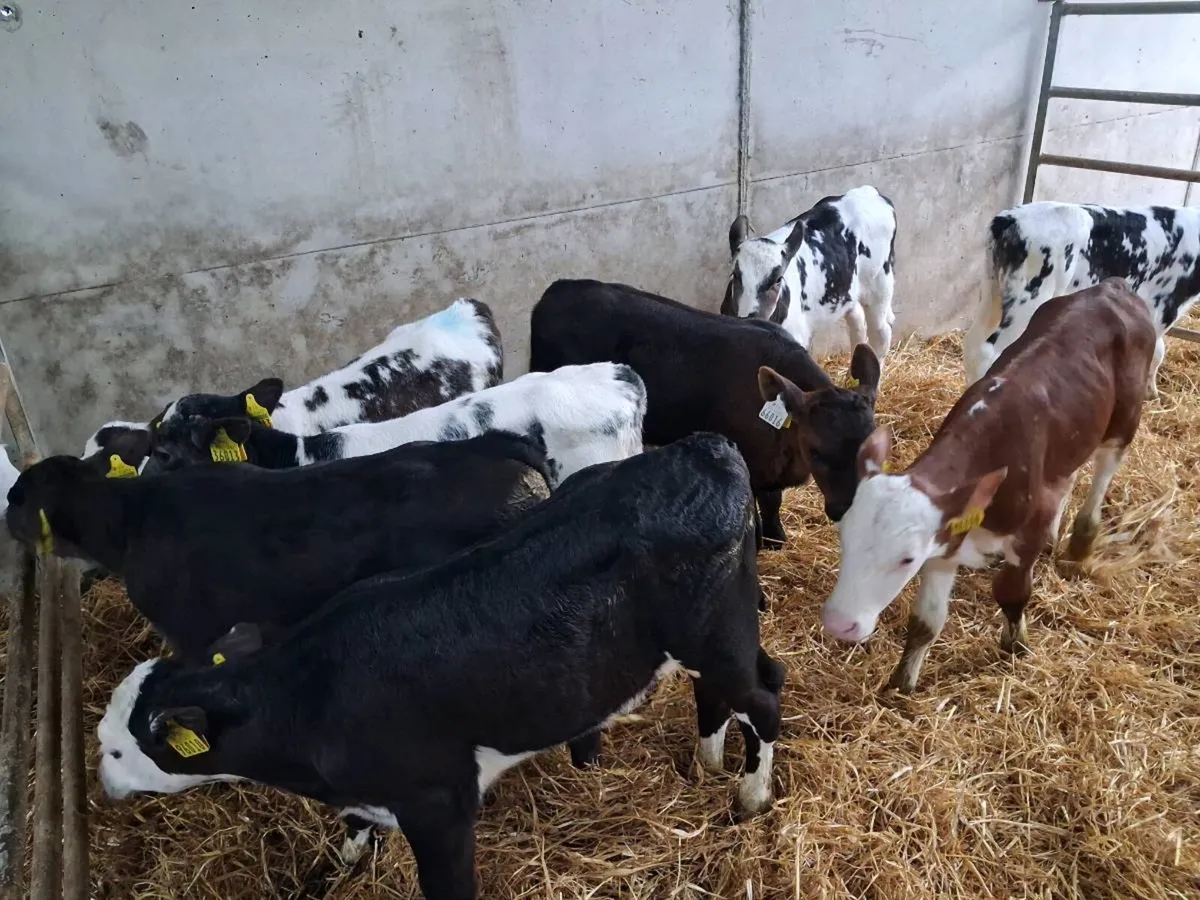 11 CALVES FOR SALE - Image 4