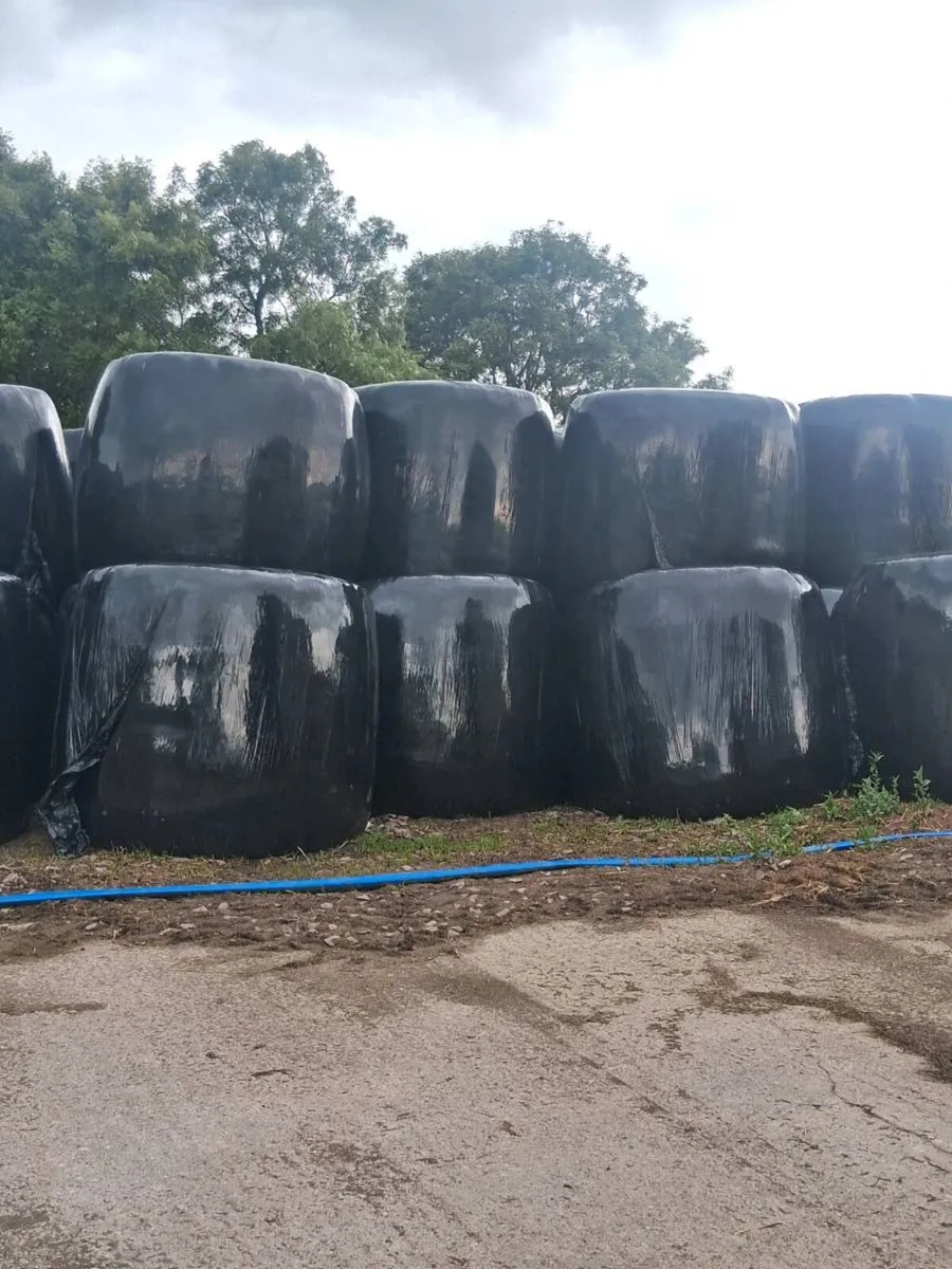 Silage bales - Image 1