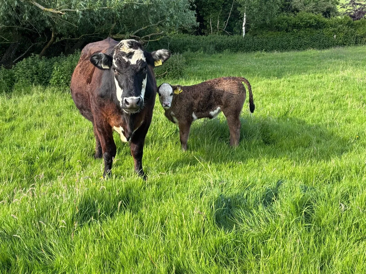 3 super teams heifers with calves - Image 1