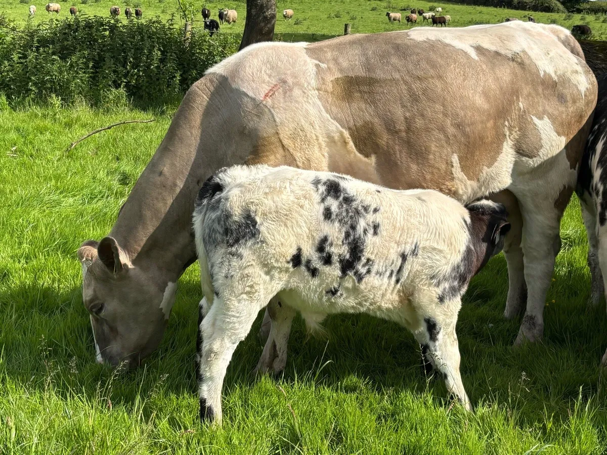 3 super teams heifers with calves - Image 2