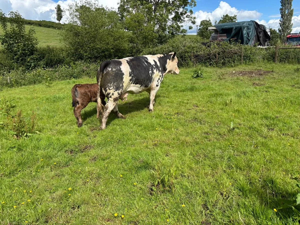 3 super teams heifers with calves - Image 4