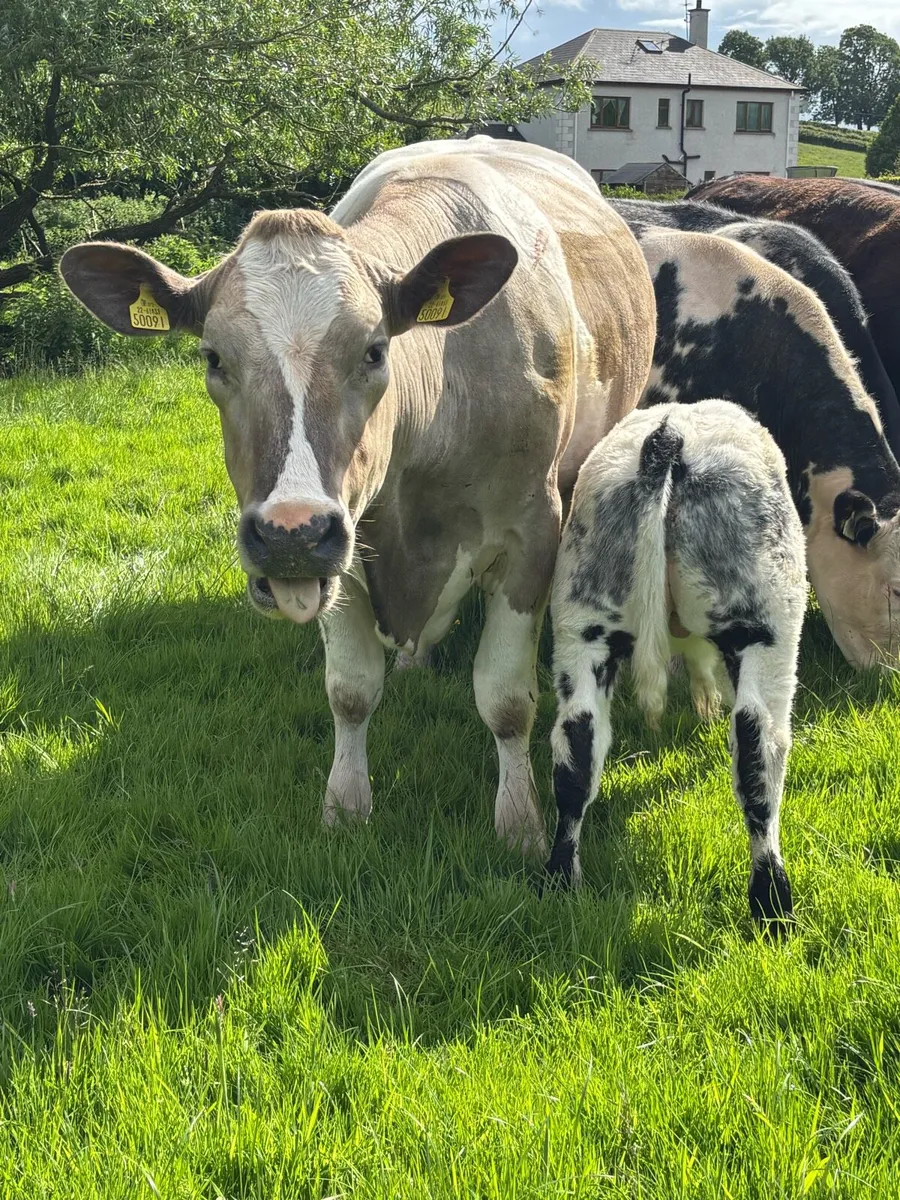 3 super teams heifers with calves - Image 3