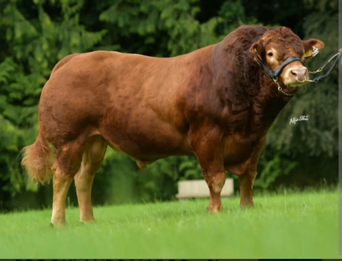 FOR SALE LIMOUSIN BULL - Image 2