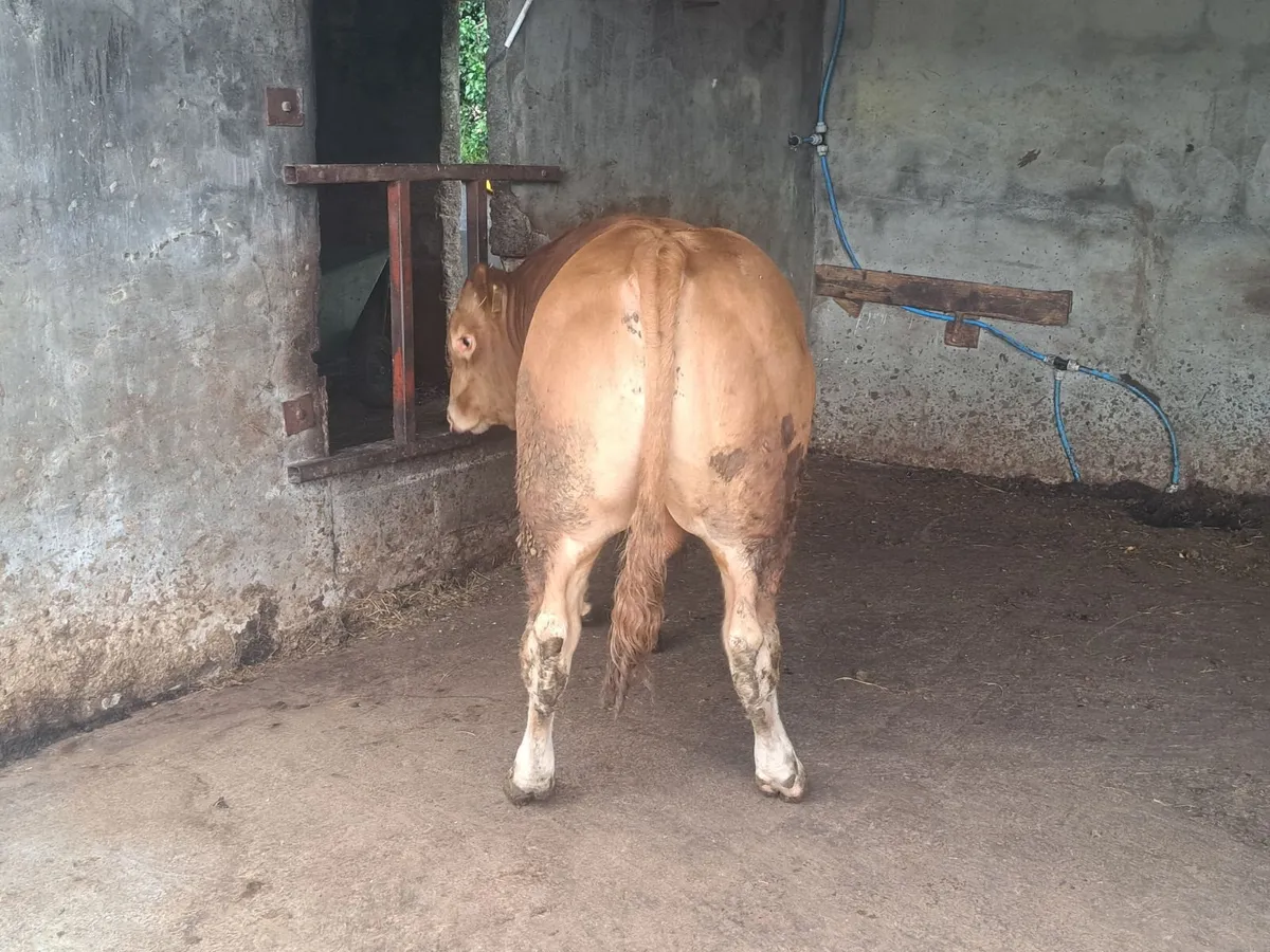 FOR SALE LIMOUSIN BULL - Image 3