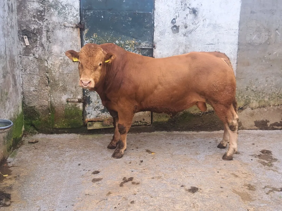 FOR SALE LIMOUSIN BULL - Image 4