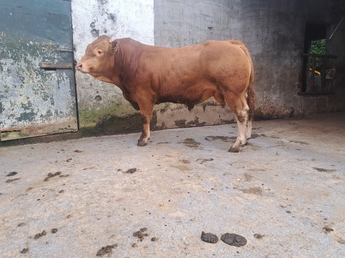 FOR SALE LIMOUSIN BULL - Image 1