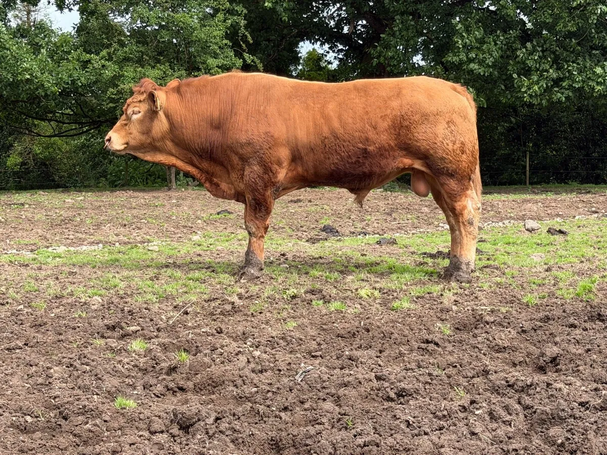 4yo Pedigree Red LMX Bull - Image 1