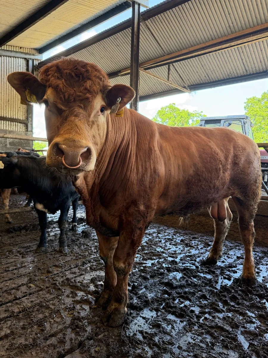 4yo Pedigree Red LMX Bull - Image 2