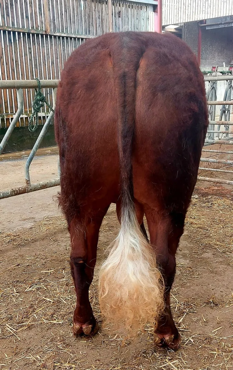 Quality Saler Bull - Image 2