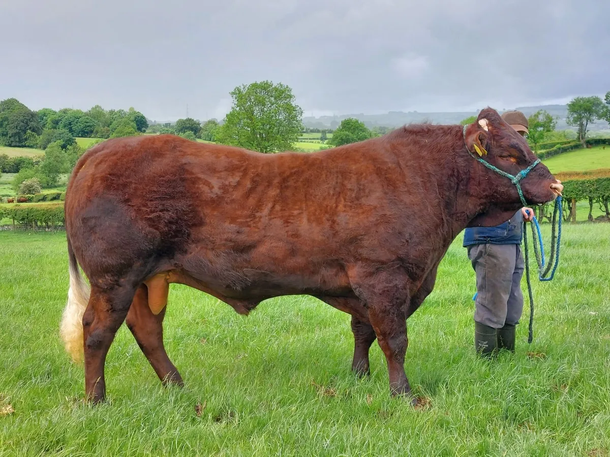Quality Saler Bull - Image 1