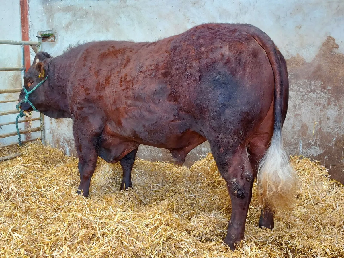 Quality Saler Bull - Image 3