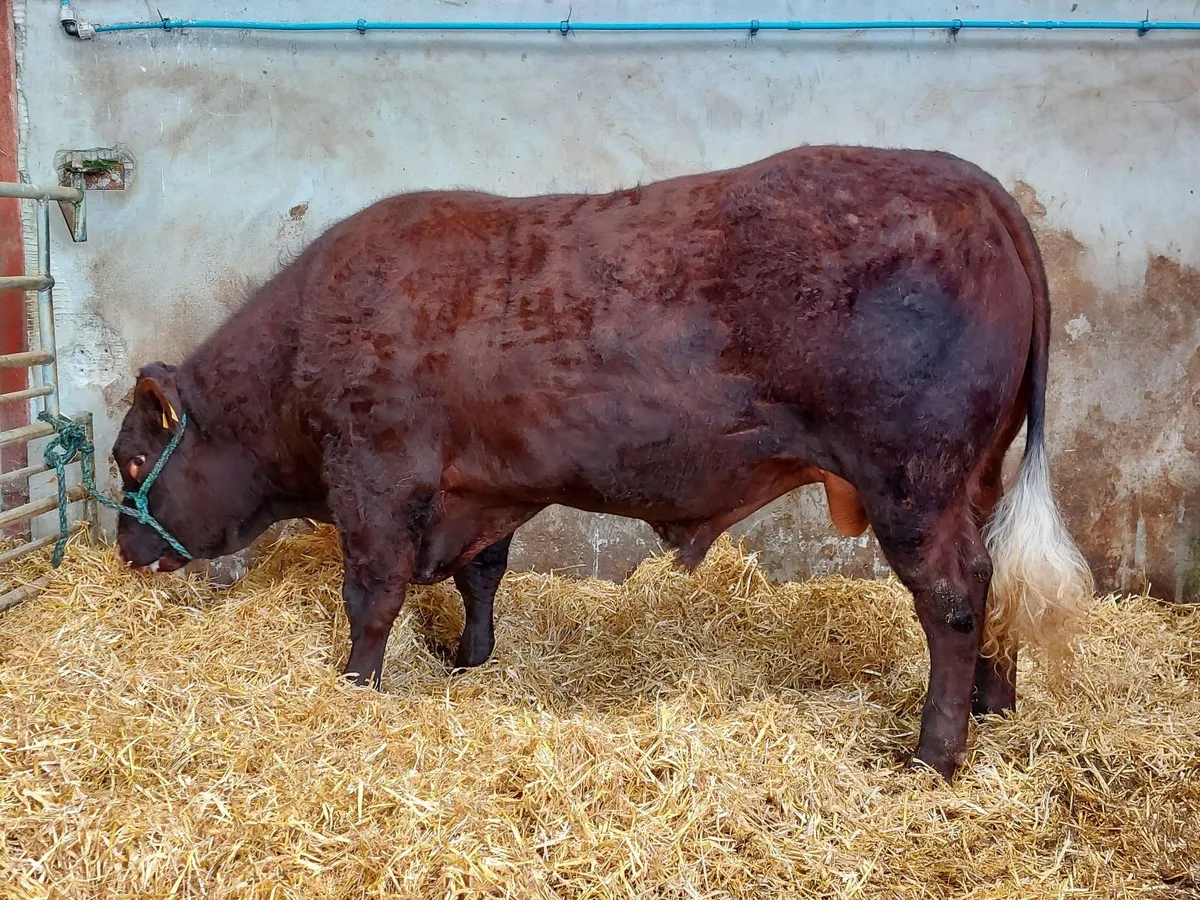 Quality Saler Bull - Image 4