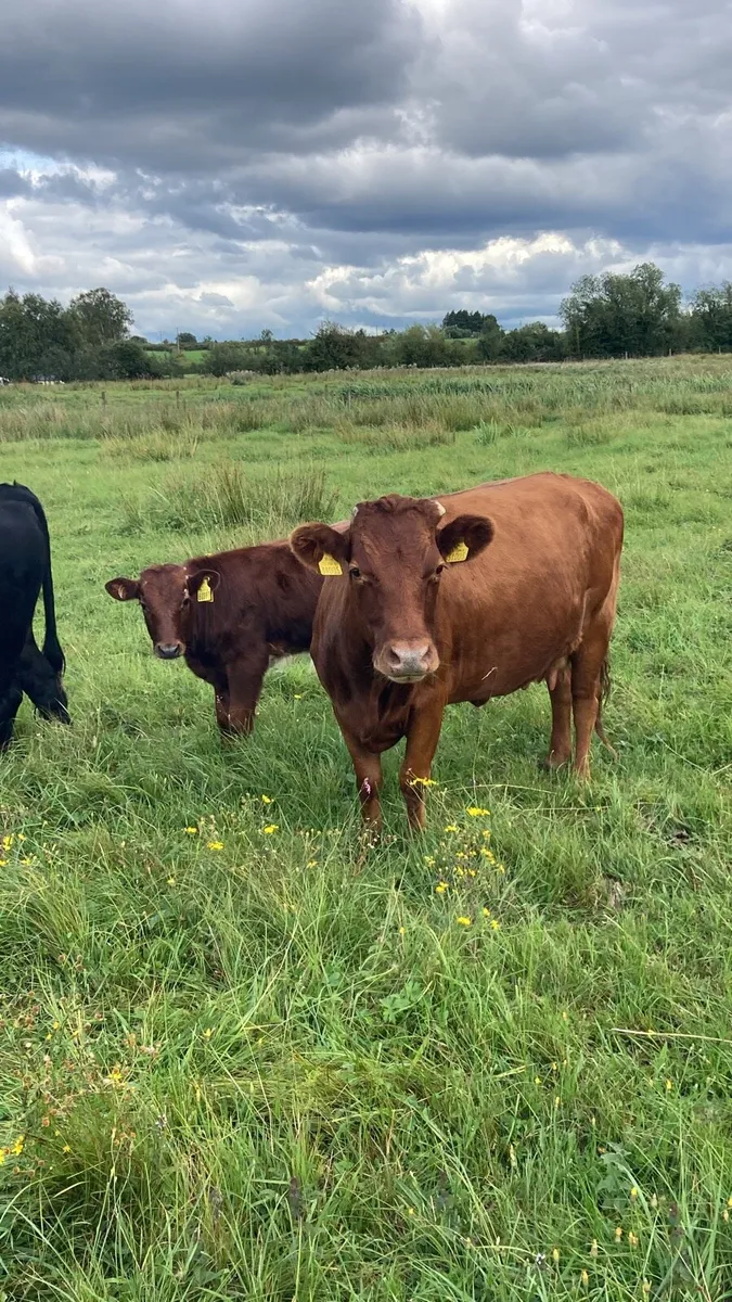 Dexter cows - Image 1