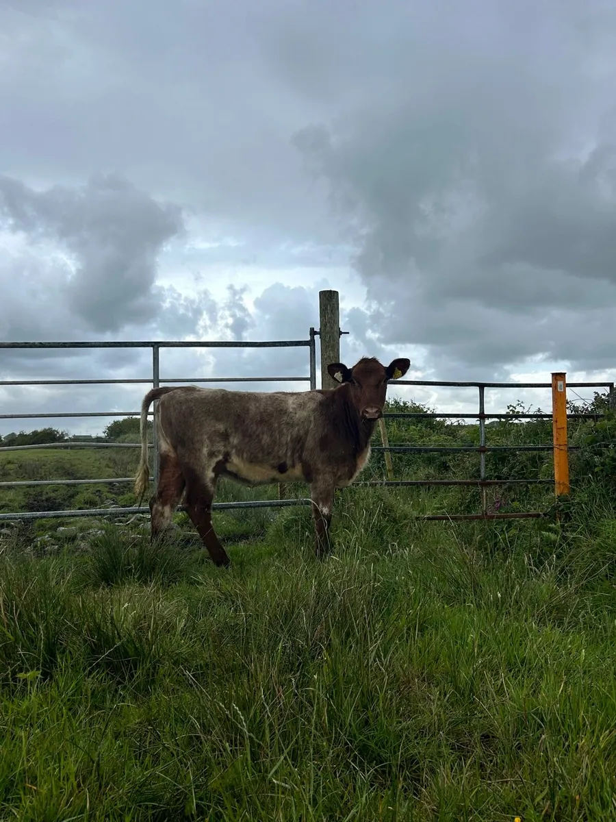 Traditional Shorthorn Heifer - Image 2