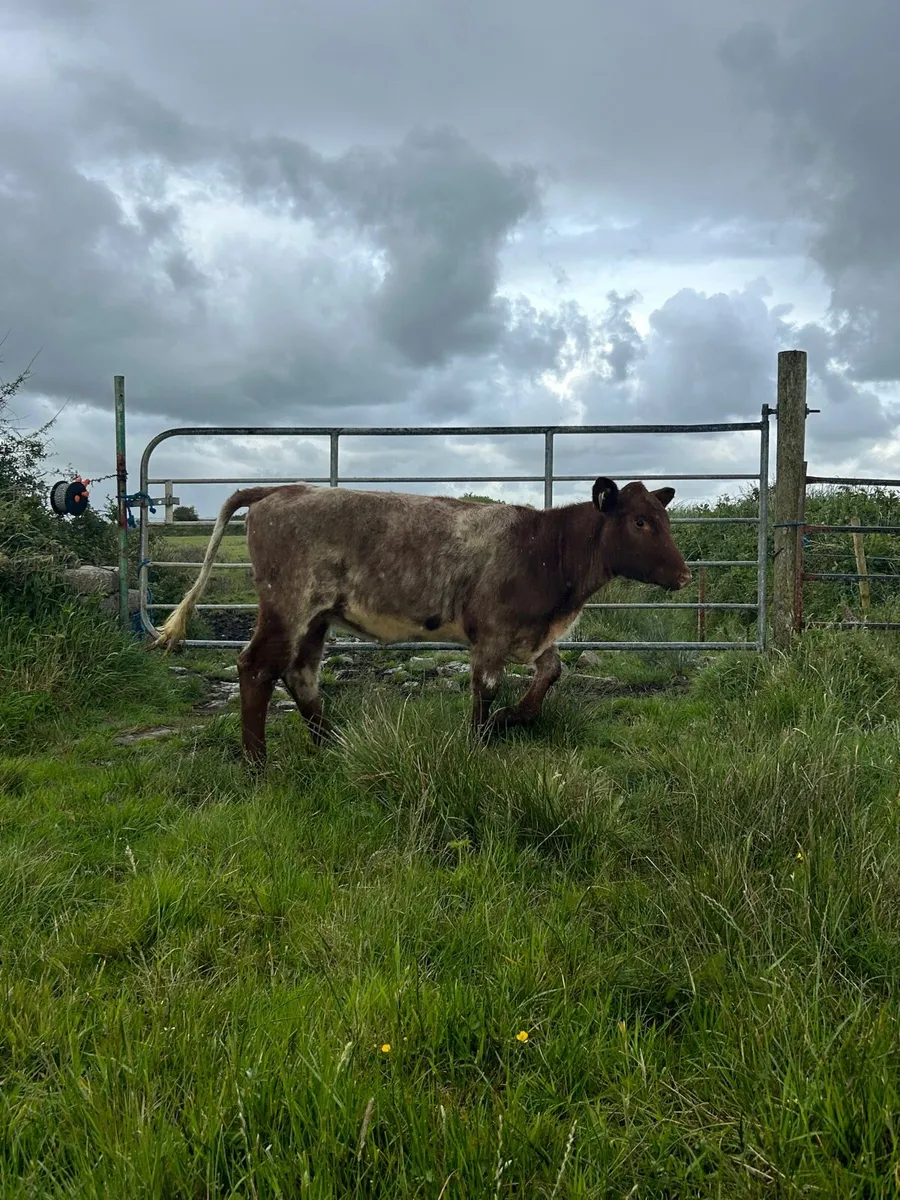 Traditional Shorthorn Heifer - Image 3