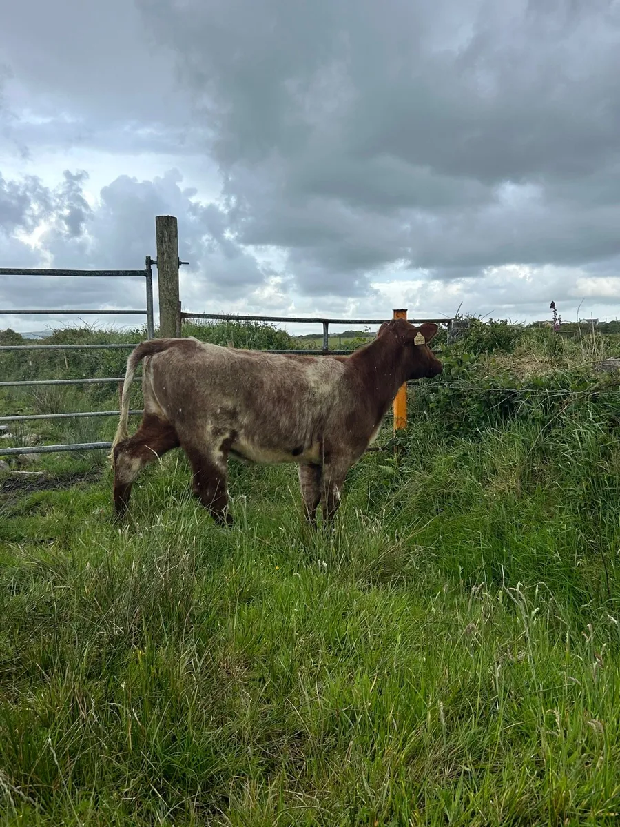 Traditional Shorthorn Heifer - Image 4