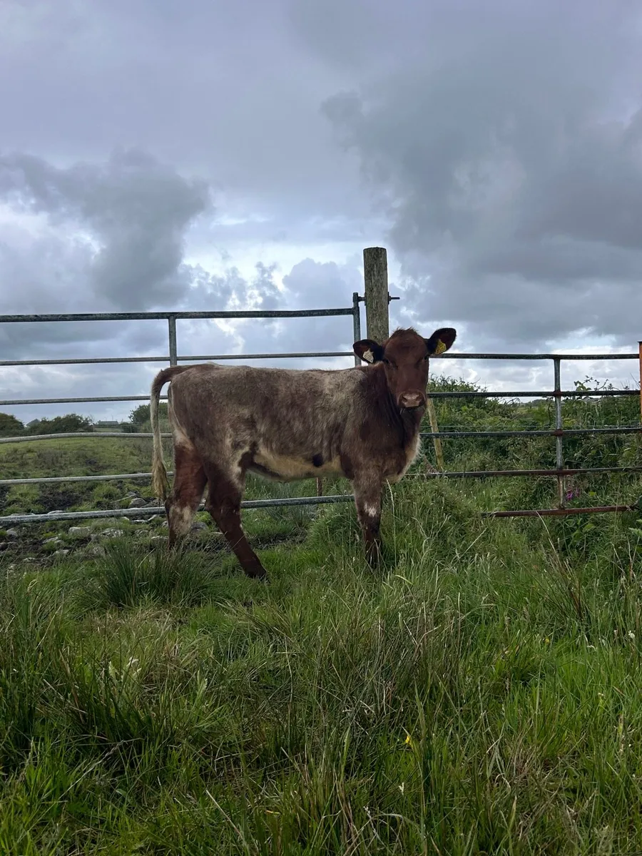 Traditional Shorthorn Heifer - Image 1