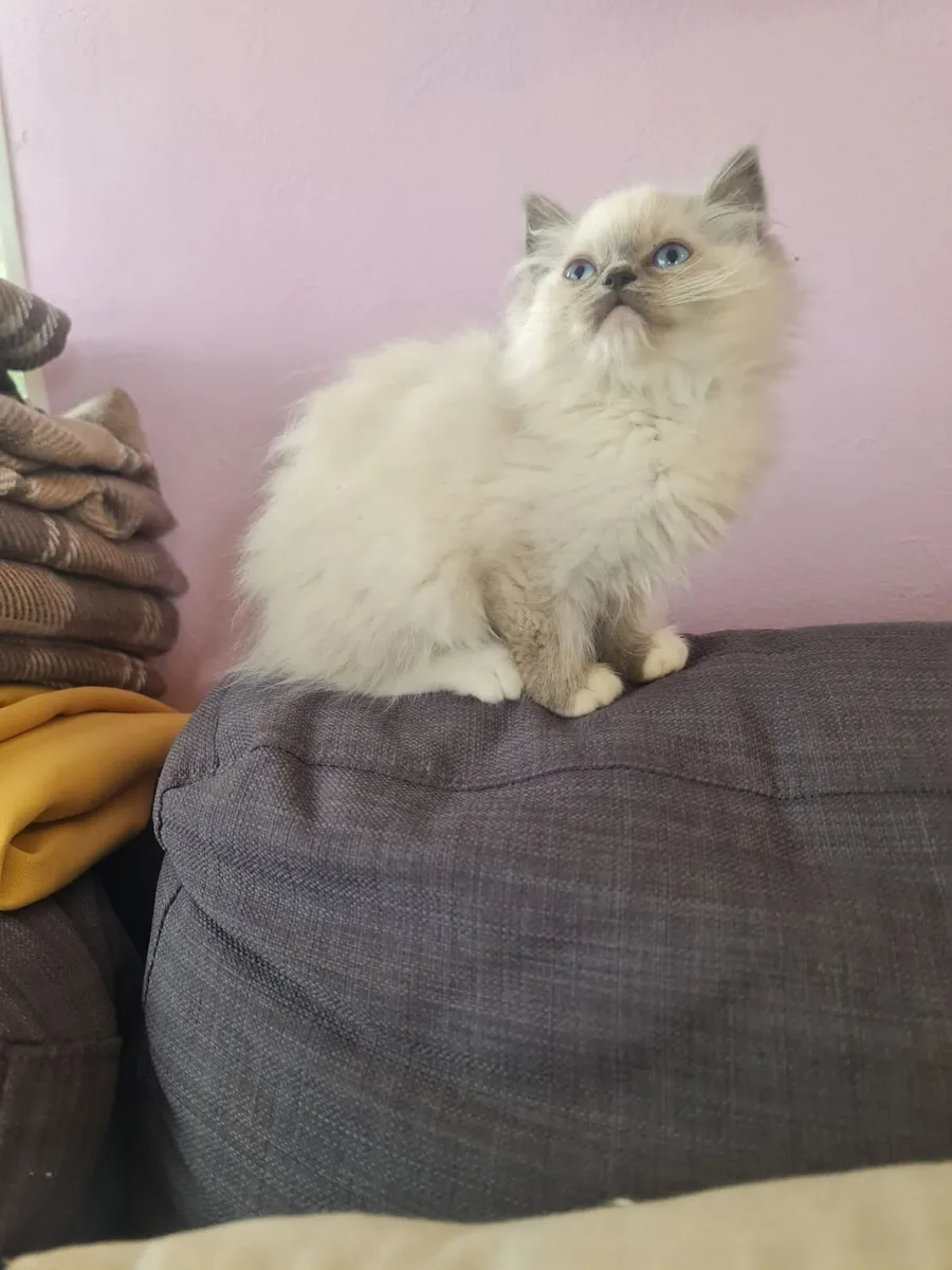 Ragdoll kittens LAST 1*
