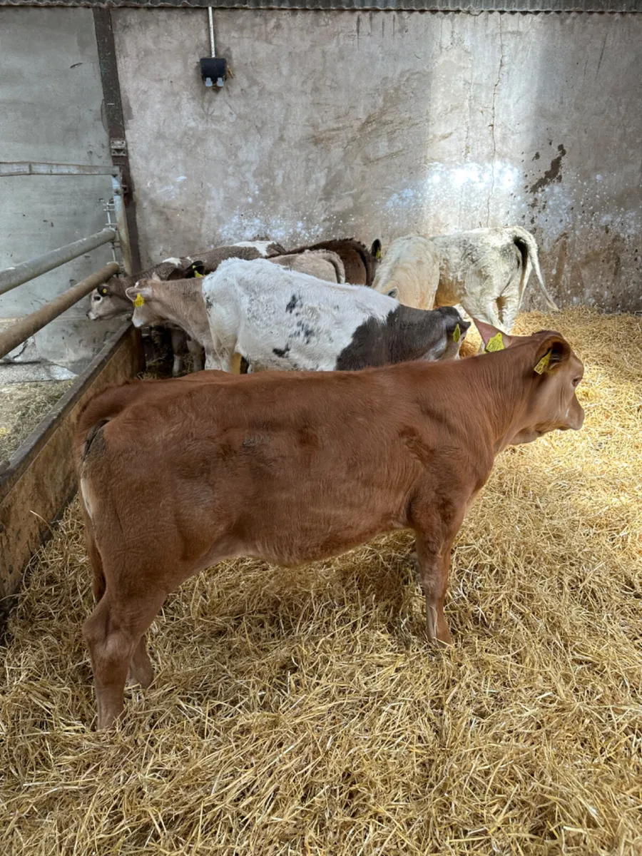 Charolais and lim heifers - Image 2