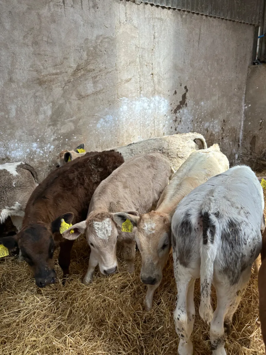 Charolais and lim heifers - Image 3