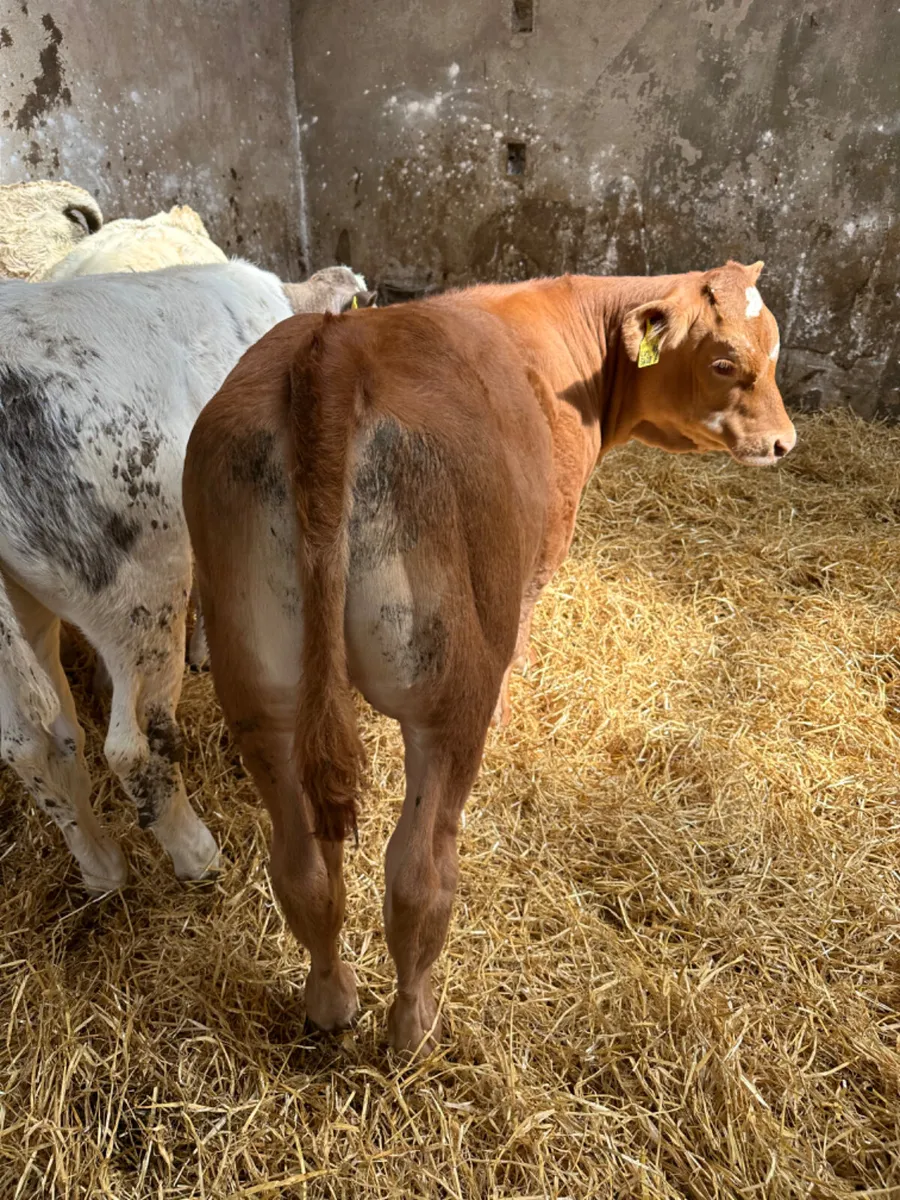 Charolais and lim heifers - Image 4