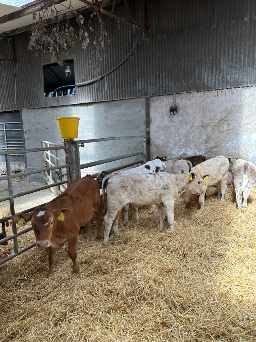 Charolais and lim heifers - Image 1