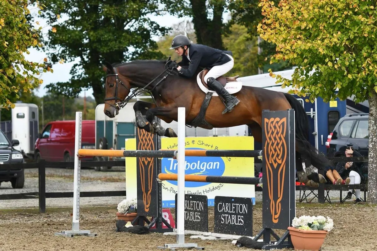 Showjumping Horse - Image 1